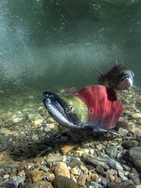 California, British Columbia, Adams River, salmoni Sockeye, Oncorhynchus nerka — Foto stock