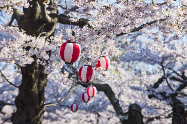 Hokkaido, Hakodate, Lanterna di carta appesa tra i ciliegi in fiore — Foto stock
