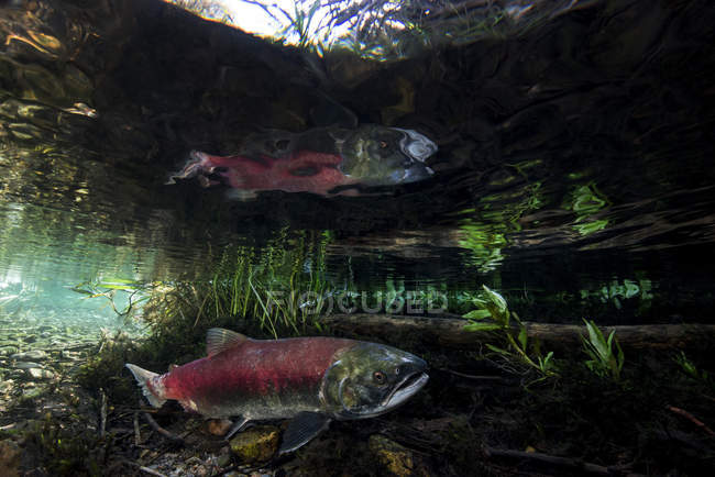 California, British Columbia, Adams River, Salmone Sockeye, Oncorhynchus nerka — Foto stock
