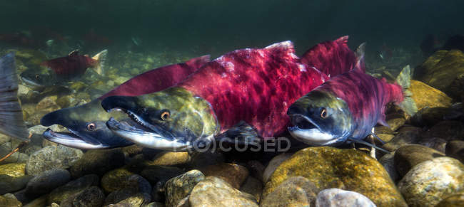 California, British Columbia, Adams River, Sockeye Salmons, Oncorhynchus nerka — Fotografia de Stock