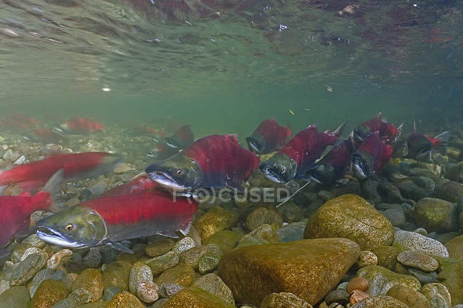 California, Columbia Británica, Adams River, Sockeye salmons, Oncorhynchus nerka - foto de stock