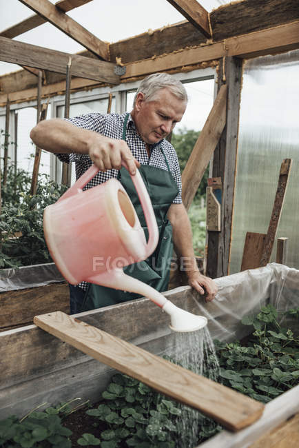 Uomo maturo, giardiniere in serra irrigazione piante — Foto stock
