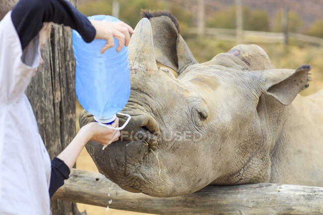 Boy giving a baby rhino water — Stock Photo