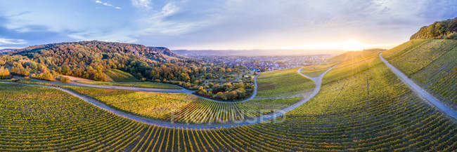 Alemania, Baden-Wuerttemberg, Vista aérea de Korber Kopf, viñedos al atardecer en otoño, panorama - foto de stock
