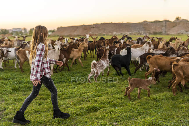 Ragazza che alleva una mandria di capre — Foto stock