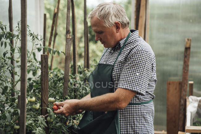 Gärtner im Gewächshaus hält Tomaten — Stockfoto