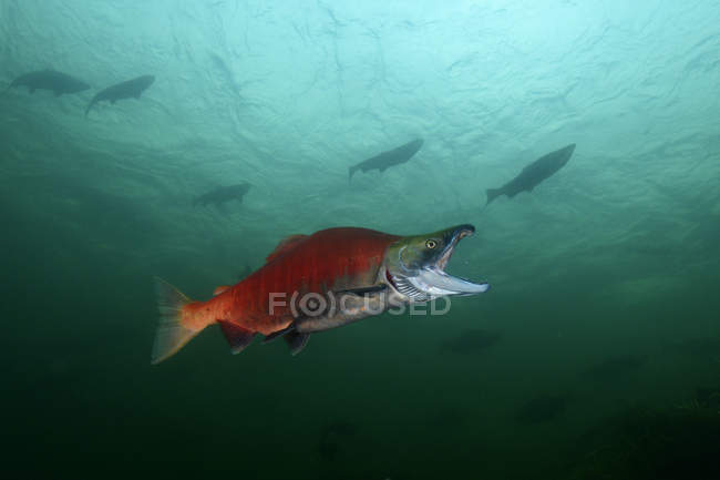 Californie, Colombie-Britannique, Adams River, saumon rouge, Oncorhynchus nerka — Photo de stock