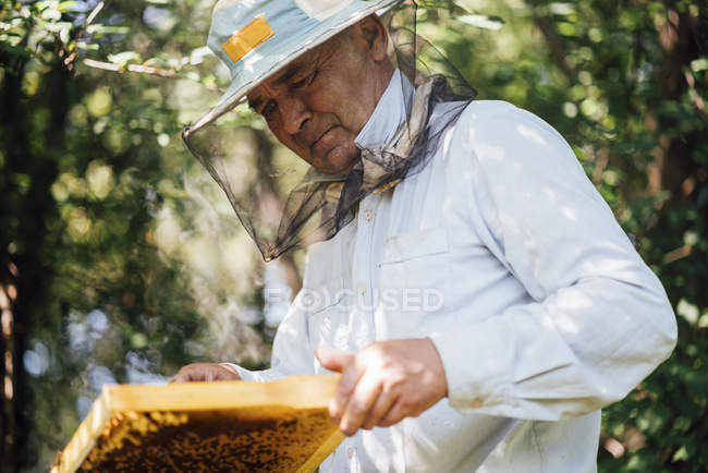 Russia, Beekeeper checking frame with honeybees — Stock Photo