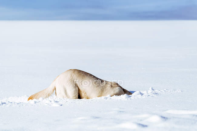 Cão farejando na neve — Fotografia de Stock