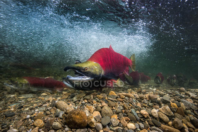 California, British Columbia, Adams River, Sockeye salmons, Oncorhynchus nerka — Stock Photo
