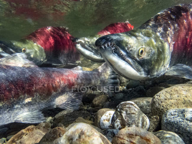 California, British Columbia, Adams River, Salmone Sockeye, Oncorhynchus nerka — Foto stock