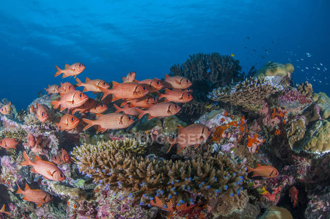 Palau, squirrel fishes, Ostichthys trachypoma — Stock Photo