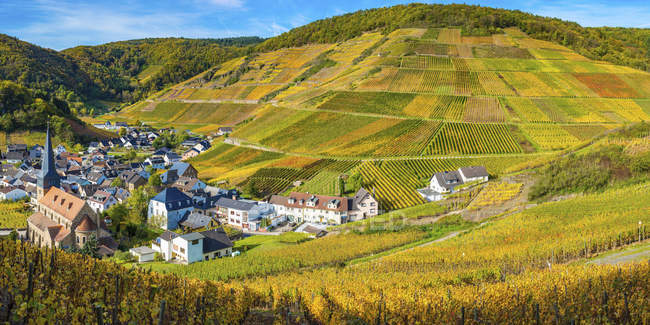 Germania, Renania-Palatinato, Eifel, Valle dell'Ahr, Mayschoss, Vigneto in autunno — Foto stock