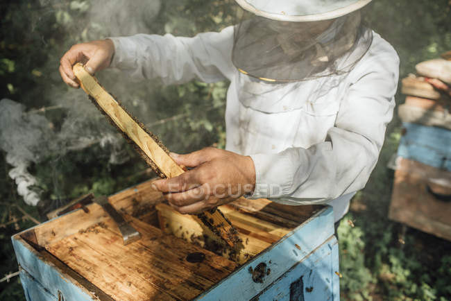Россия, пчеловод проверяет каркас с пчелами, курильщиком и дымом — стоковое фото