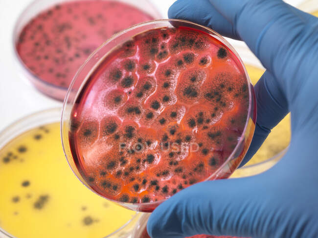 Científico examinando placas de Petri que contienen crecimiento bacteriano en el laboratorio - foto de stock