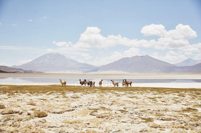 Чили, Salar del Carmen, alpacas at salt lake shore in front of Andes — стоковое фото