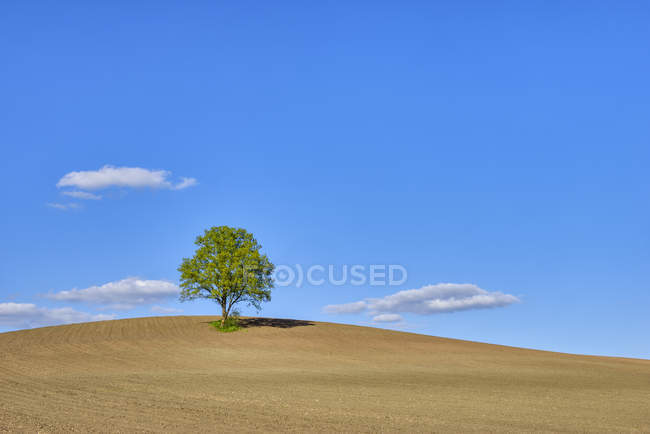 Albero singolo in un campo, Baviera, Germania — Foto stock
