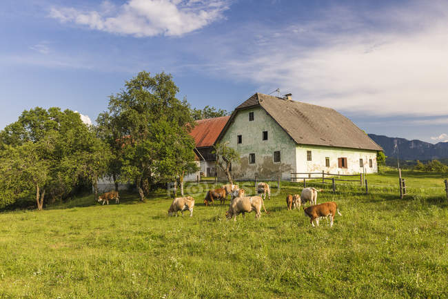 Austria, Carinthia, old farm house and cows on pastue — Stock Photo