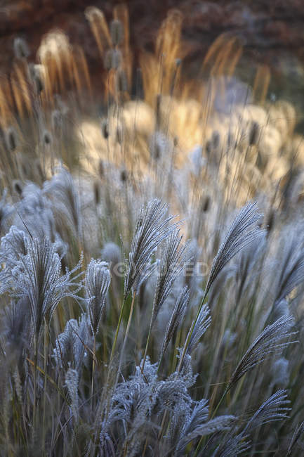 Close up of Reeds in the field — Stock Photo
