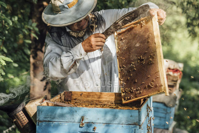 Russia, Beekeeper checking frame with honeybees — Stock Photo