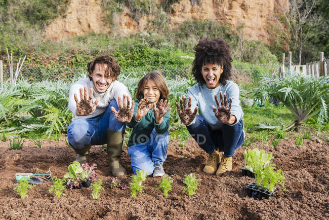 Family planting lettuce seedlings in vegetable garden, showing hands, full of soil — Stock Photo