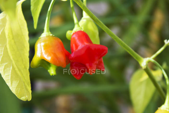 Chili bell pepper 'Bishop's crown' — Stock Photo