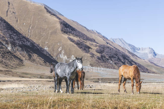 Georgia, Gran Cáucaso, caballos en la garganta de Truso - foto de stock