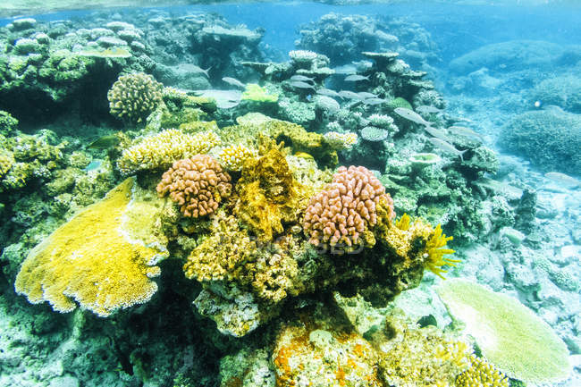 Australia, Queensland, Great Barrier Reef, Corals, close up — landmark ...