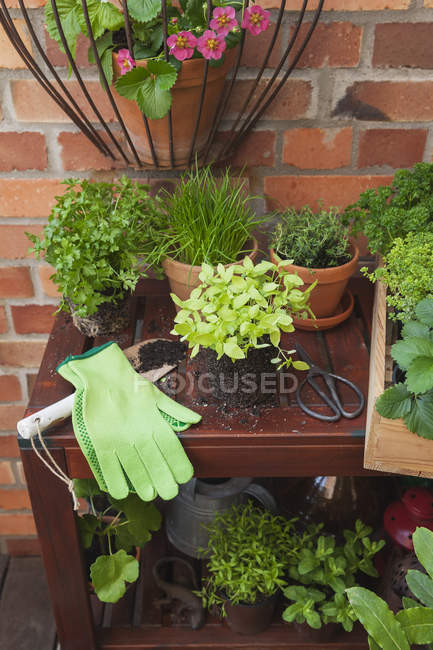 Varie piante di spezie in vaso in terrazza — Foto stock