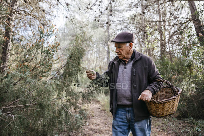 Senior man with basket in the forest examining tree — Stock Photo