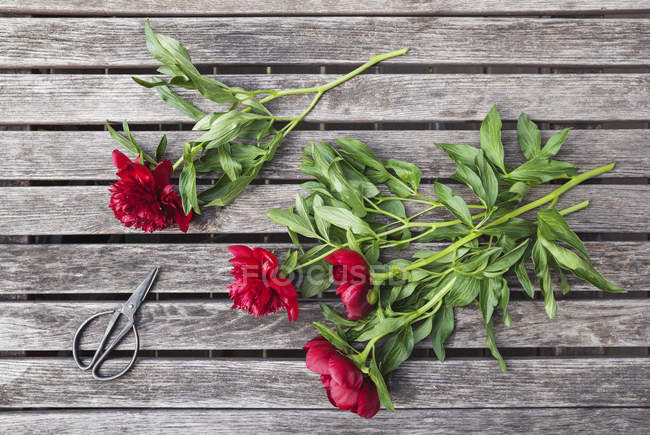 Peonías rojas y tijeras en mesa de jardín - foto de stock