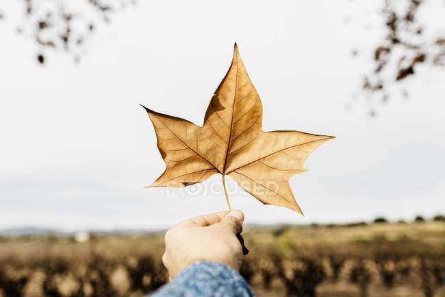 Рука з коричневим осіннім листям — стокове фото