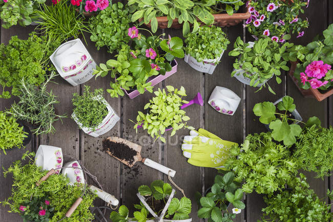 Plantation d'herbes et de fleurs dans des pots de stockage vintage pour l'agriculture d'intérieur — Photo de stock