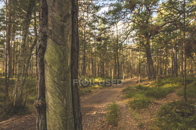 Germania, Meclemburgo-Pomerania occidentale, Darss, sentiero forestale e pini con incisioni per la maschiatura della resina — Foto stock