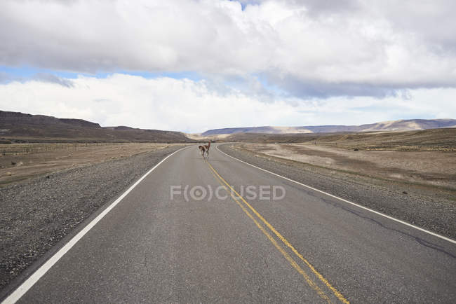 Аргентина, Патагония, Национальная трасса 40, Гуанако пересекает пустую дорогу посреди пустыни — стоковое фото