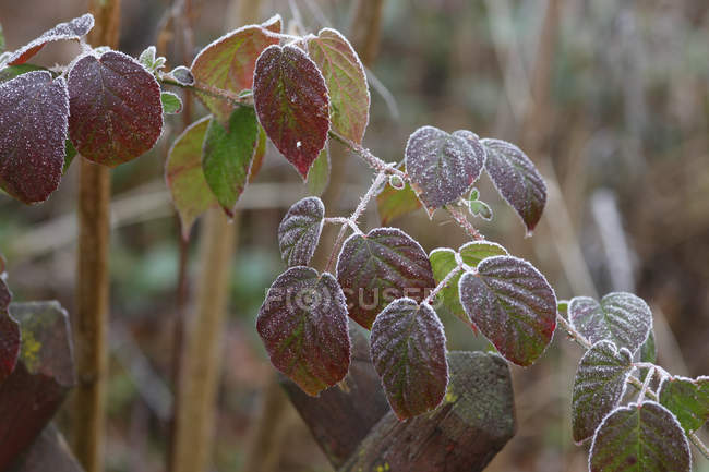 Hoarfrost em folhas, tempo frio — Fotografia de Stock