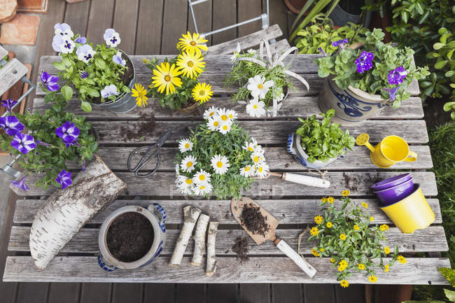 Diferentes flores de verano y herramientas de jardinería en la mesa de jardín - foto de stock