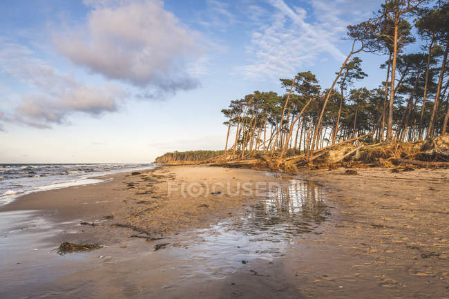Germania, Meclemburgo-Pomerania occidentale, Darss, Ahrenshoop, Spiaggia occidentale, alberi sradicati — Foto stock