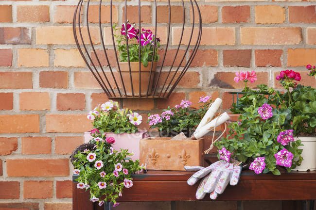 Diverses fleurs en pot du printemps et de l'été, outils de jardinage et gants — Photo de stock