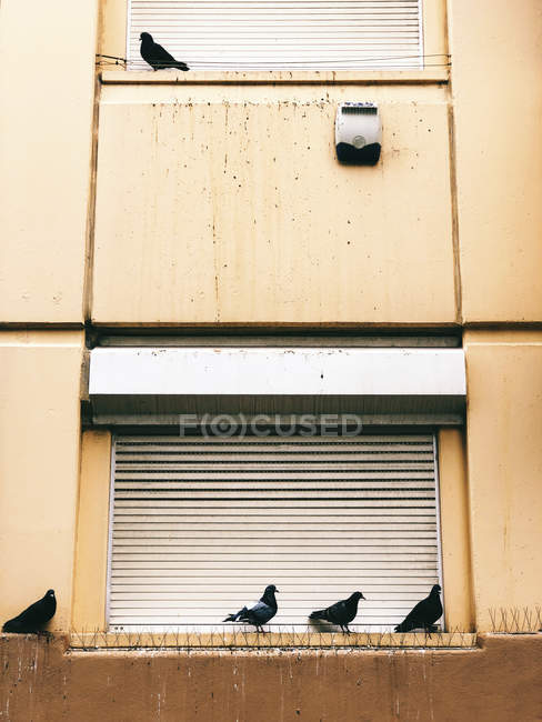 Португалія, Лісабон, голуби сидять на підвіконня — стокове фото