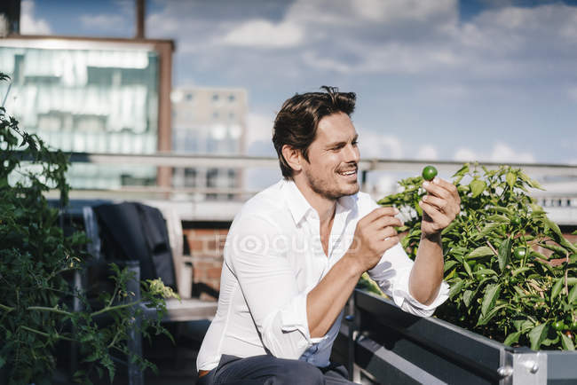 Businessman cultivating vegetables in his urban rooftop garden — Stock Photo