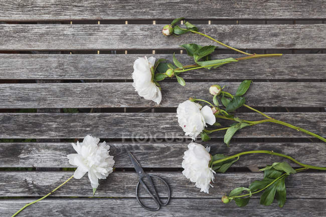Weiße Pfingstrosen und Scheren auf dem Gartentisch — Stockfoto