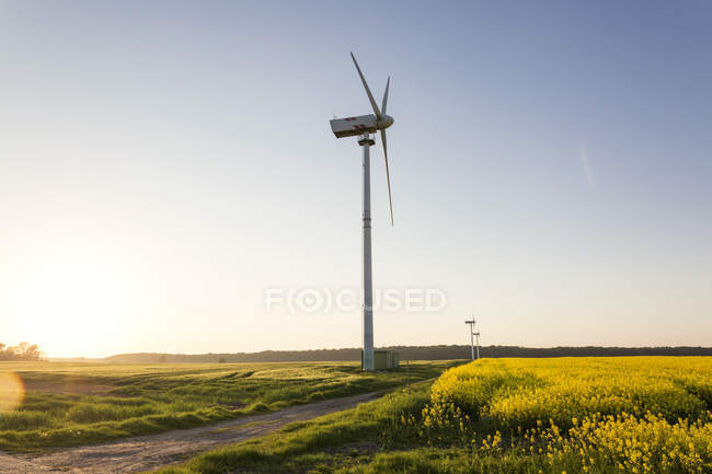 Alemania, Ruegen, Cabo Arkona, ruedas de viento en el campo de violación - foto de stock