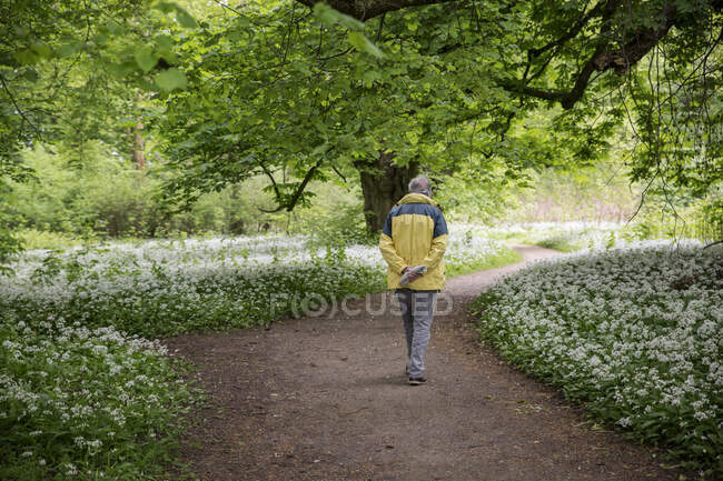 Allemagne, Ruegen, Putbus, homme marchant dans le parc avec un ramson en fleurs — Photo de stock