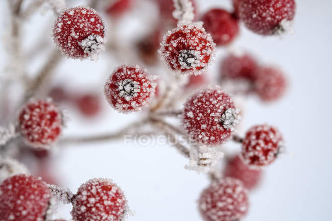 Bayas rojas de acebo común, Ilex aquifolium en invierno, cubiertas de heladas - foto de stock
