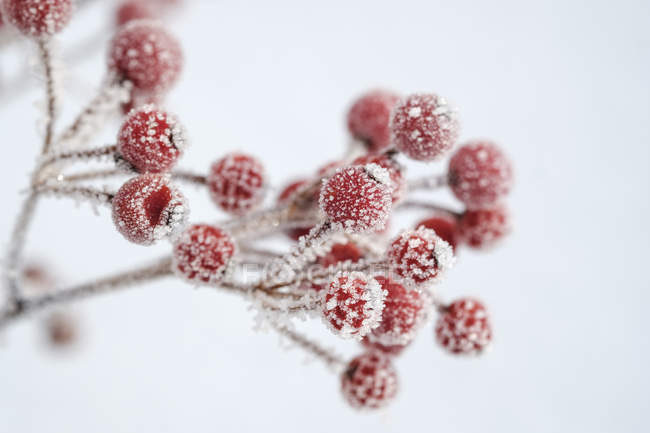 Baies rouges de houx, Ilex aquifolium en hiver, gelées — Photo de stock