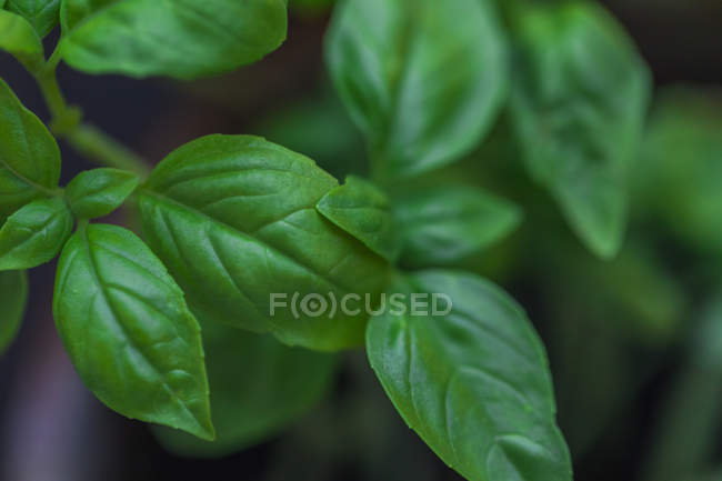 Foglie verdi di basilico, primo piano — Foto stock