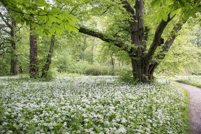 Німеччина, ruegen, Putbus, парк з квітучим черемша — стокове фото