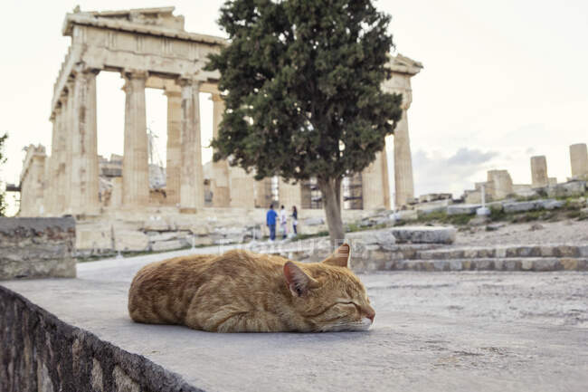 Grecia, Atene, Acropoli, gatto addormentato di fronte al Partenone — Foto stock