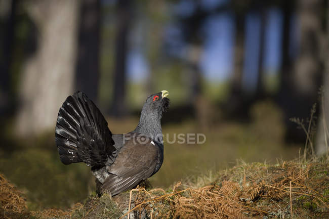 Scozia, accoppiamento Western capercaillie a pineta — Foto stock